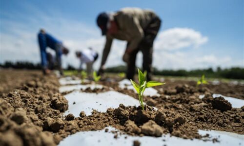 L’esposizione ai prodotti fitosanitari in agricoltura: D.Lgs. 150/2012