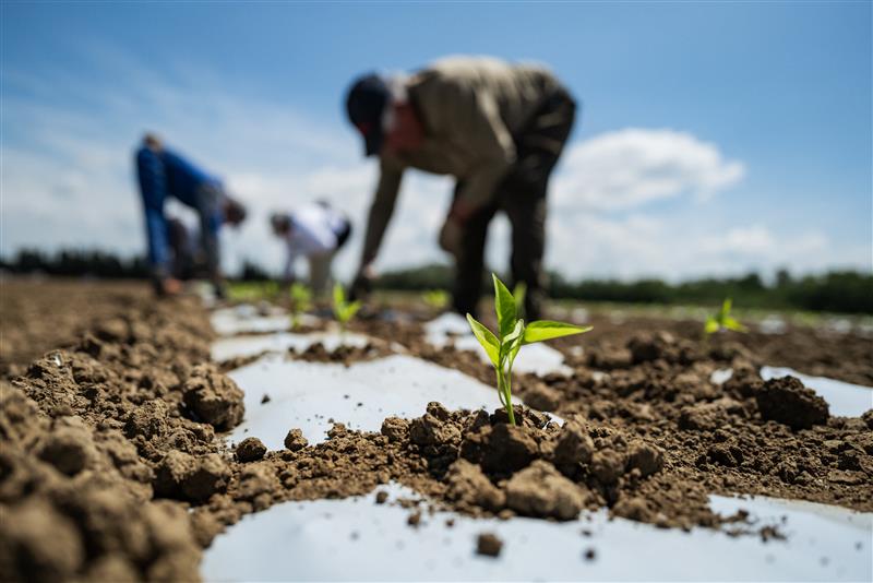 L'esposizione ai prodotti filosanitari in agricoltura d.lgs. 1502012